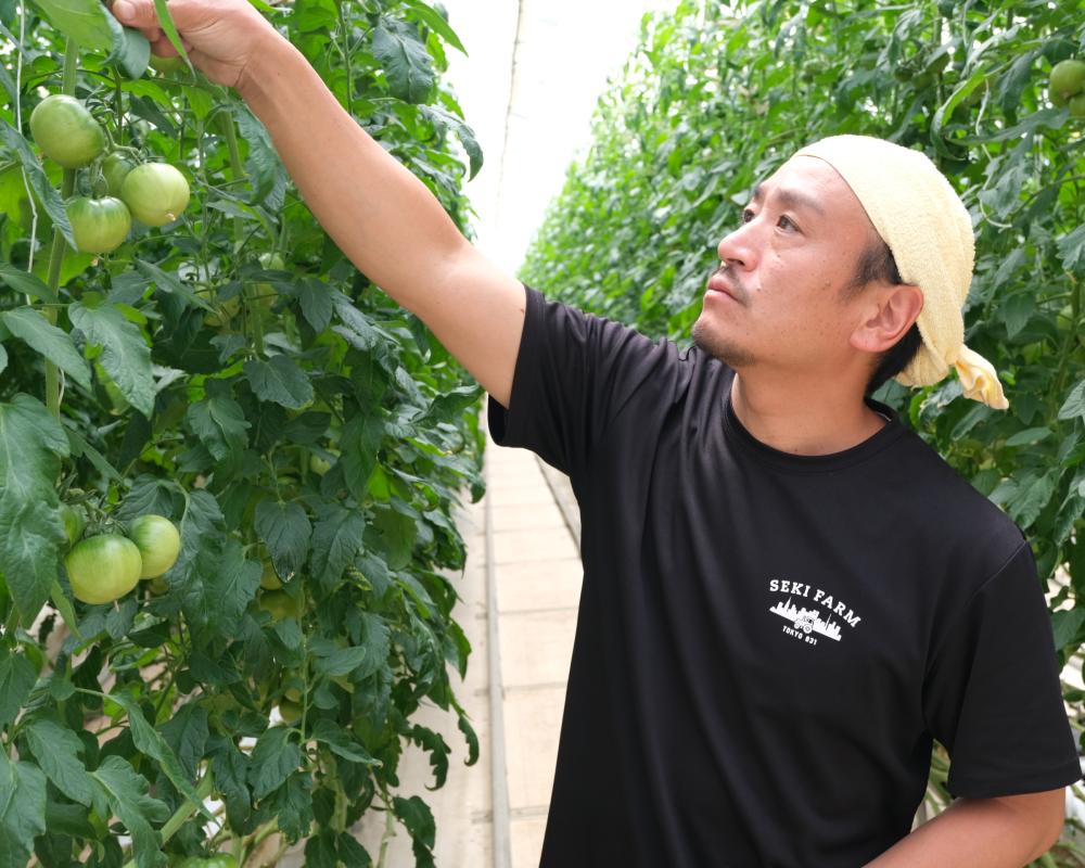 関ファームのトマトは滋味のあるおいしさを追求