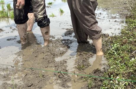 素足で泥に入る