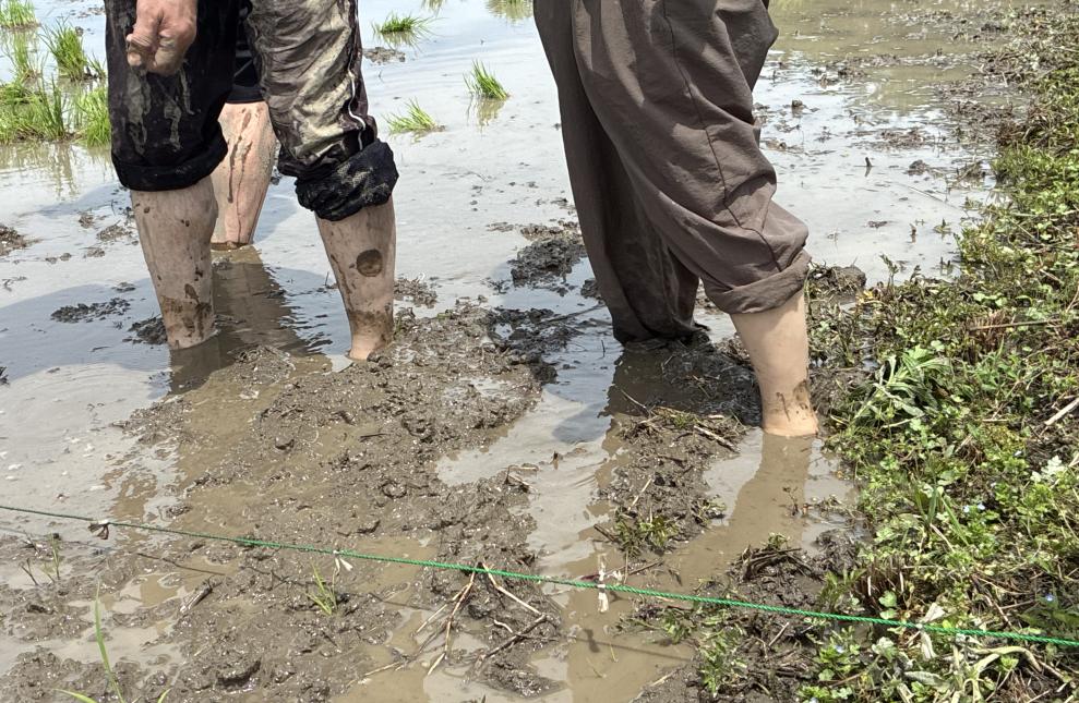 素足で泥に入る