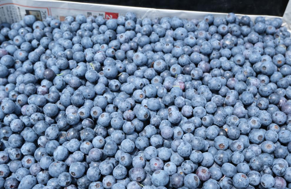 東京はブルーベリーの生産量日本一