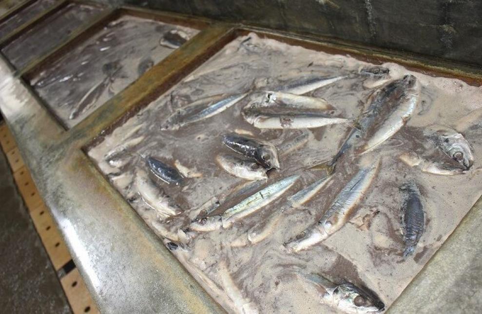 くさや液