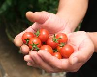 東京産野菜の都産都消を！